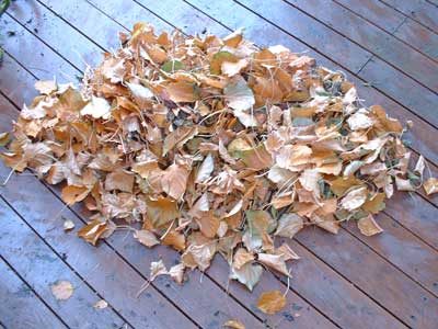 Pile of leaves